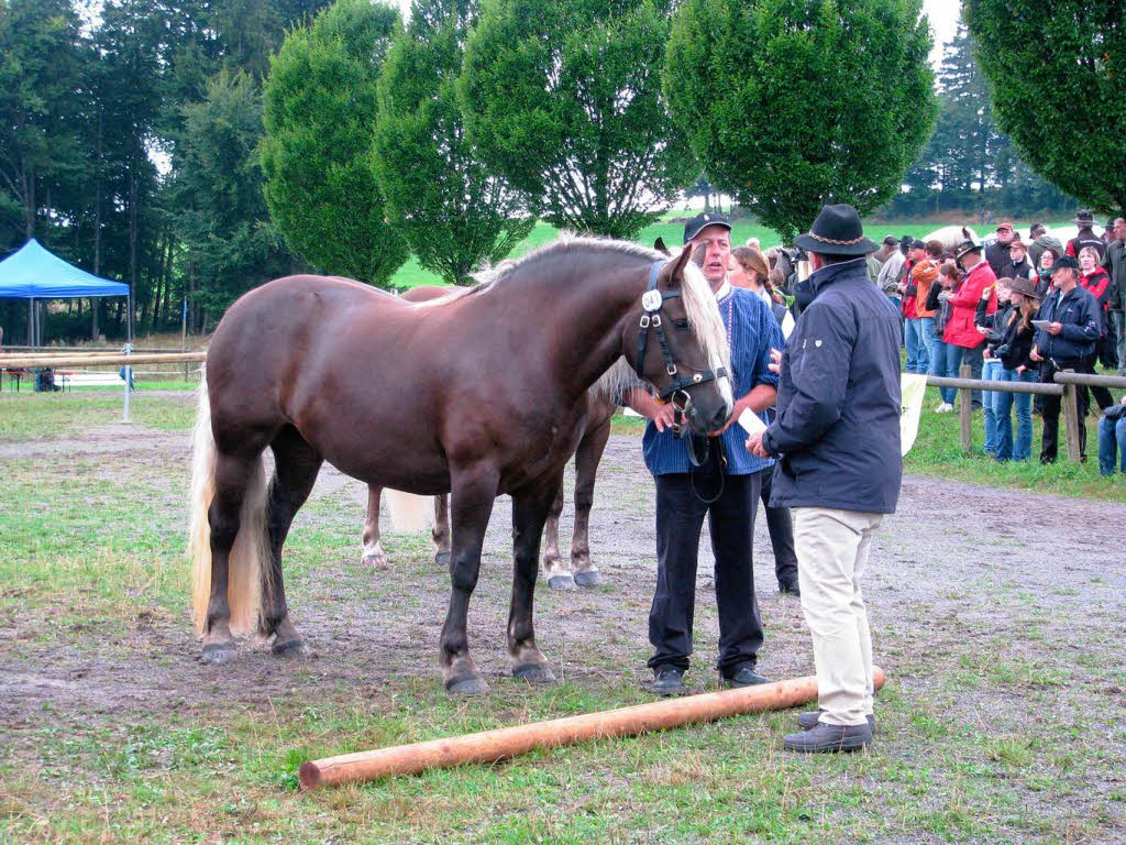 Impressionen vom Rossfest in St. Mrgen.