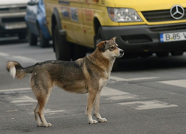 Sie gehren in Rumnien zum Straenbild: freilaufende Hunde   | Foto: afp