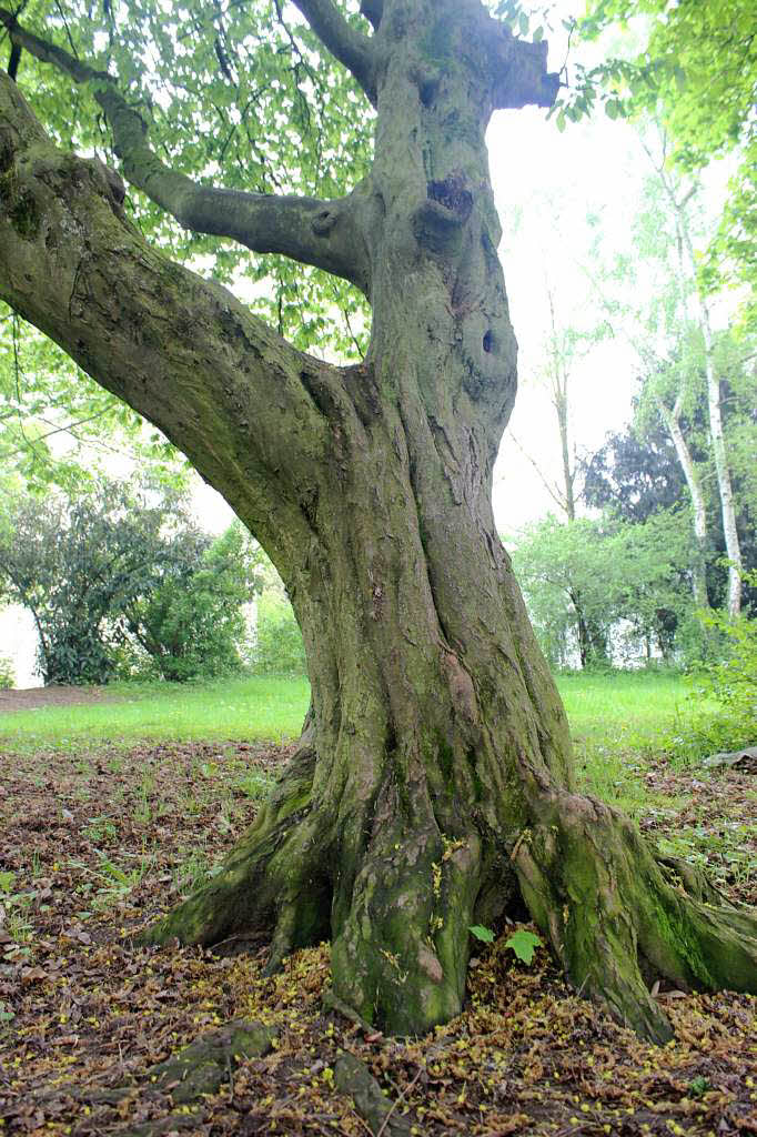 In den Parks wachsen viele alte Bume.