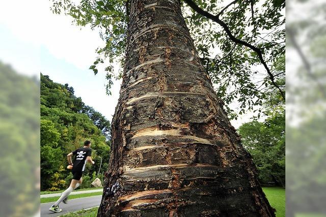 Holzkorsett soll Bume vor Slacklining-Gurten schtzen