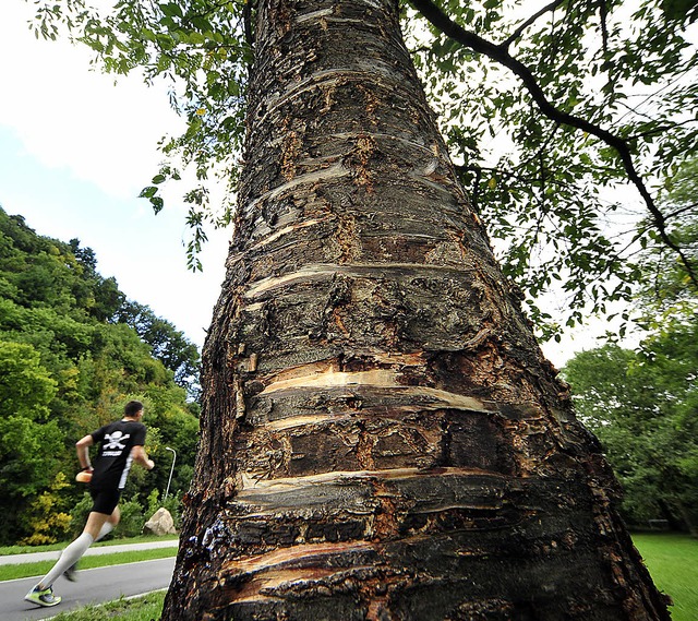 Gezeichnet durch Slacklining: Bume an der Dreisam  | Foto: Thomas Kunz