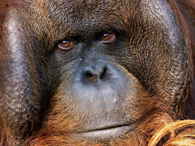 Strickt dieser Orang-Utan schon an den Reiseplnen fr morgen?   | Foto: dpa