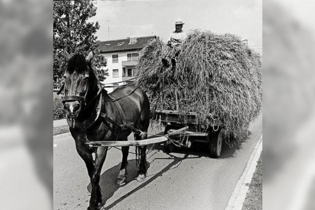 Vor 50 Jahren wurde Heu noch mit Muskelkraft geerntet