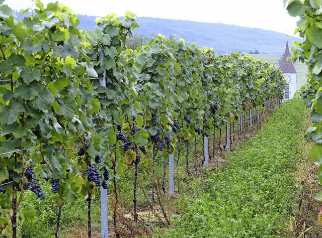 Kurz vor dem Herbsten: Die Trauben in ...(Bild) und Friesenheim stehen gut da.   | Foto: f. leonhardt