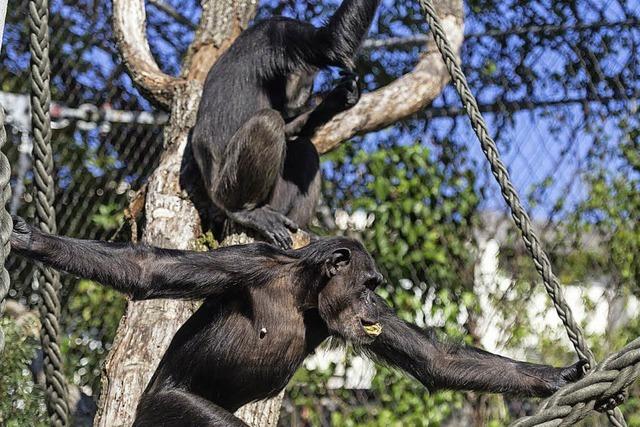 Neue Affen fr den Basler Zoo