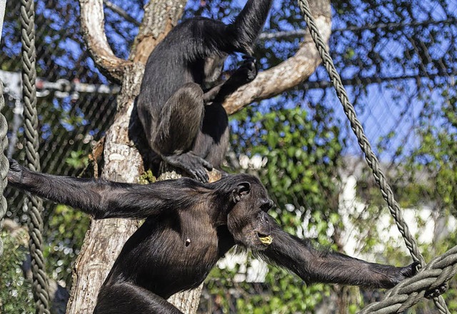 Die Neuankmmlinge gewhnen sich im Zolli ein.   | Foto: Zoo Basel