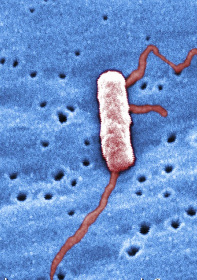 Legionellen-Bakterium   | Foto: Janice Haney Carr/CDC (dpa)