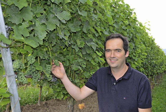 Rechnet mit einem guten Herbst: Martin Schmidt vom  Eichstetter Weingut Kiefer   | Foto: gabriele hennicke