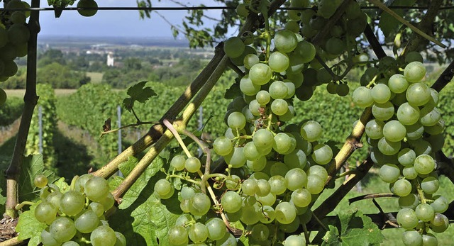 Wie hier auf dem Castellberg reifen di...n einem hervorragenden Wein entgegen.   | Foto: rainer ruther