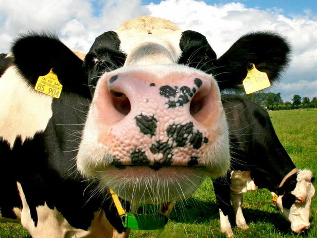 Je lnger eine Kuh liegt,  umso wahrsc...e Erkenntnis war Ig-Nobelpreiswrdig.   | Foto: dpa