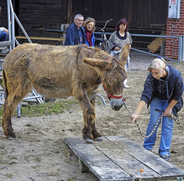 Der eine tut&#8217;s, der andere nicht... die Esel, die dazu auch Lust hatten.   | Foto: Michael Bamberger