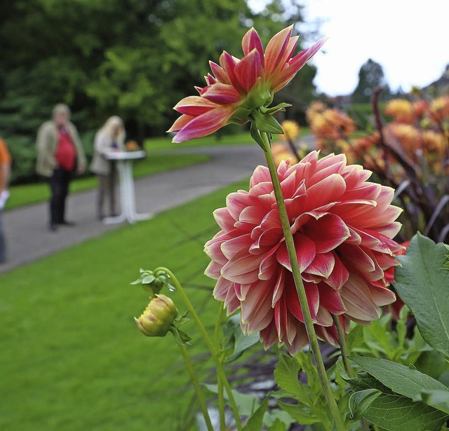 Dahlien in voller Pracht: Die &#8222;K...ana&#8220; wurde zur Knigin gewhlt.   | Foto: christoph breithaupt