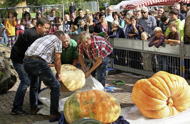 Mit 221 Kilo  war der Krbis  ganz rechts der schwerste.   | Foto: Cremer