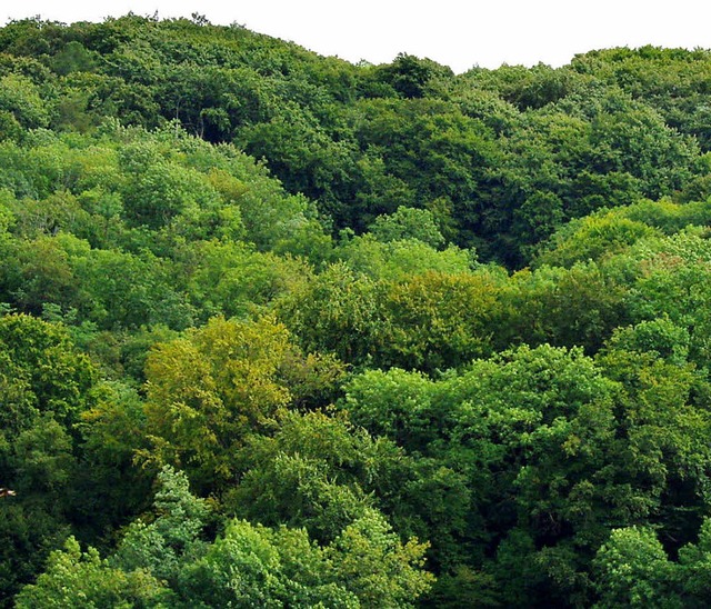 Ganz leicht sind im Wald schon die ers...n  nchsten Jahren umgestaltet werden.  | Foto: Rolf Reimann