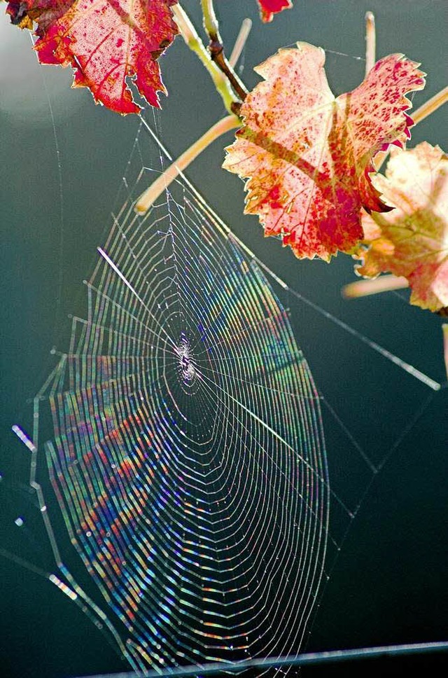 Wenn die Vormittagssonne Spinnennetze ...e Lieblingsjahreszeit vieler Menschen.  | Foto: Siegfried Gollrad