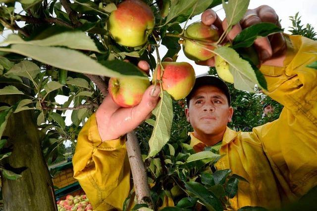 Obstbauern: Frchte werden krbeweise gestohlen