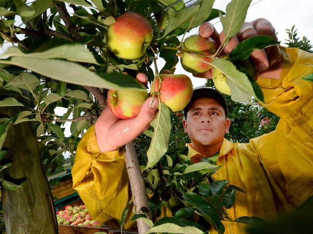 Die Elstar sind reif.  | Foto: DPA