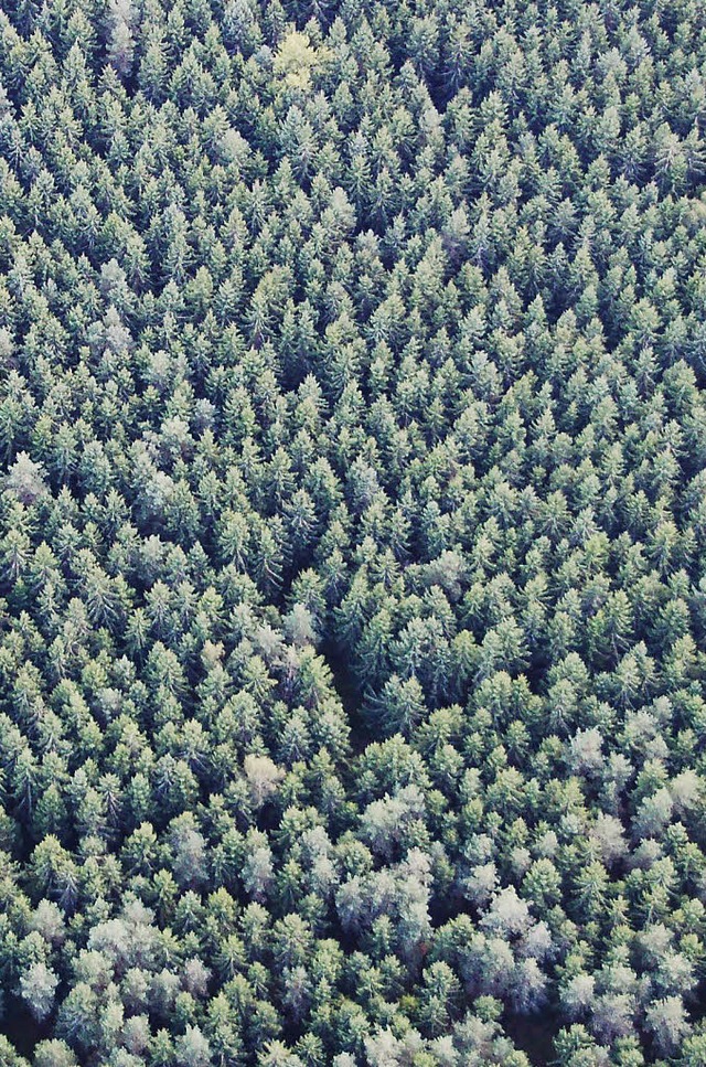 Der Wald hat weit mehr Funktionen als ...ist dem Wutacher Gemeinderat wichtig.   | Foto: Juliane Khnemund