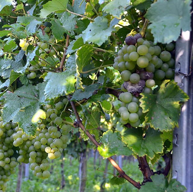 Faule Stellen knnen sich  durch Verle...d ein, die faulen Beeren zu entfernen.  | Foto: langelott