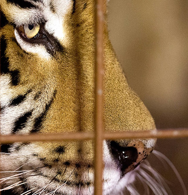 Tiger Rasputin im Zoo in Mnster   | Foto: dpa