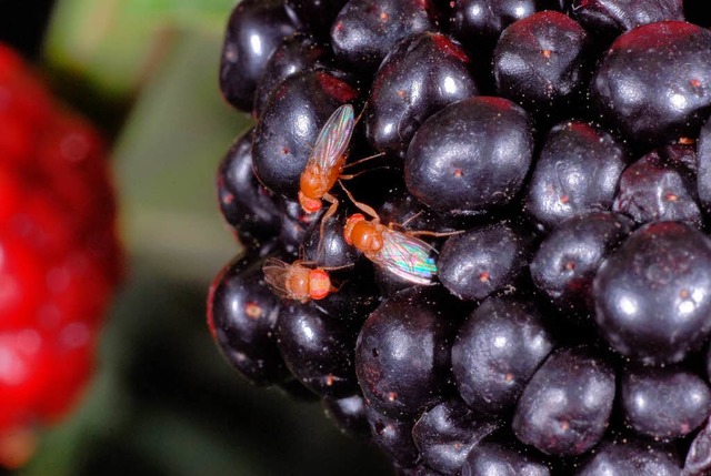 Legt ihre Eier am liebsten in rote Frchte: die Kirschessigfliege.  | Foto: Staatliches Weinbauinstitut