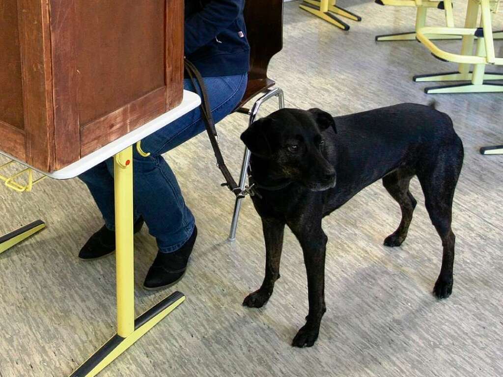 Mischlingsrde Ari hatte Herrchen und Frauchen ins Wahllokal in der Eichrodtschule begleitet. Bis hinter die Wahlkabine durfte Ari mitkommen. Vielleicht hat er Frauchen auch einmal kurz angestupst, um eine Wahlempfehlung abzugeben – fr welche Partei? Frauchen: "Es gab leider keine Knochen-Partei auf dem Wahlzettel, sonst wre das fr ihn einfach gewesen."