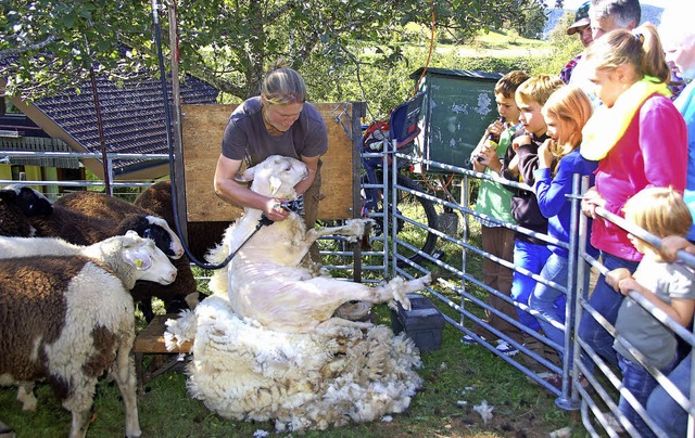 An die Wolle ging es den Schafen beim Tag der Landwirtschaft  | Foto: Horst A. Bss