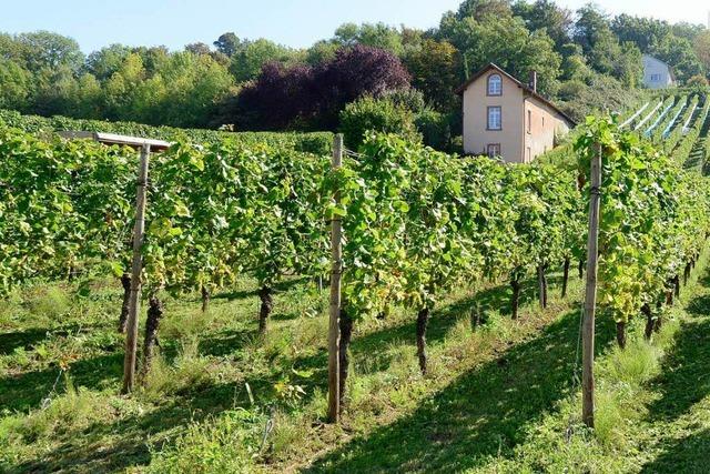 Freiburger Gemeinderat bert ber Baugebiet am Schlierberg