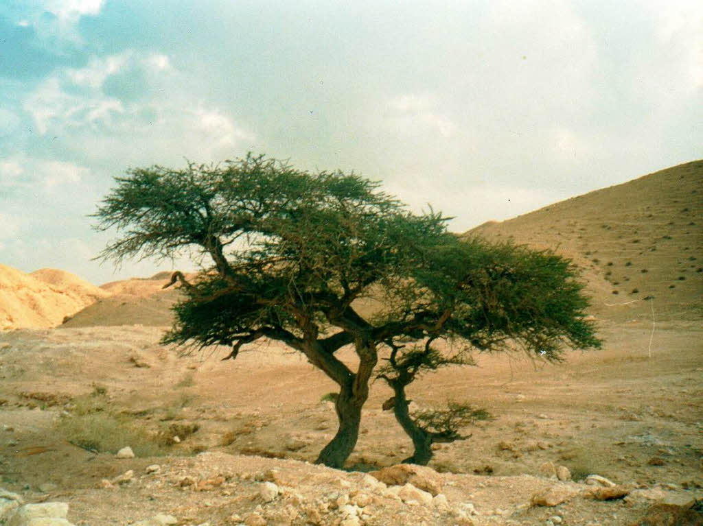 Landschaft  am Toten Meer in Israel