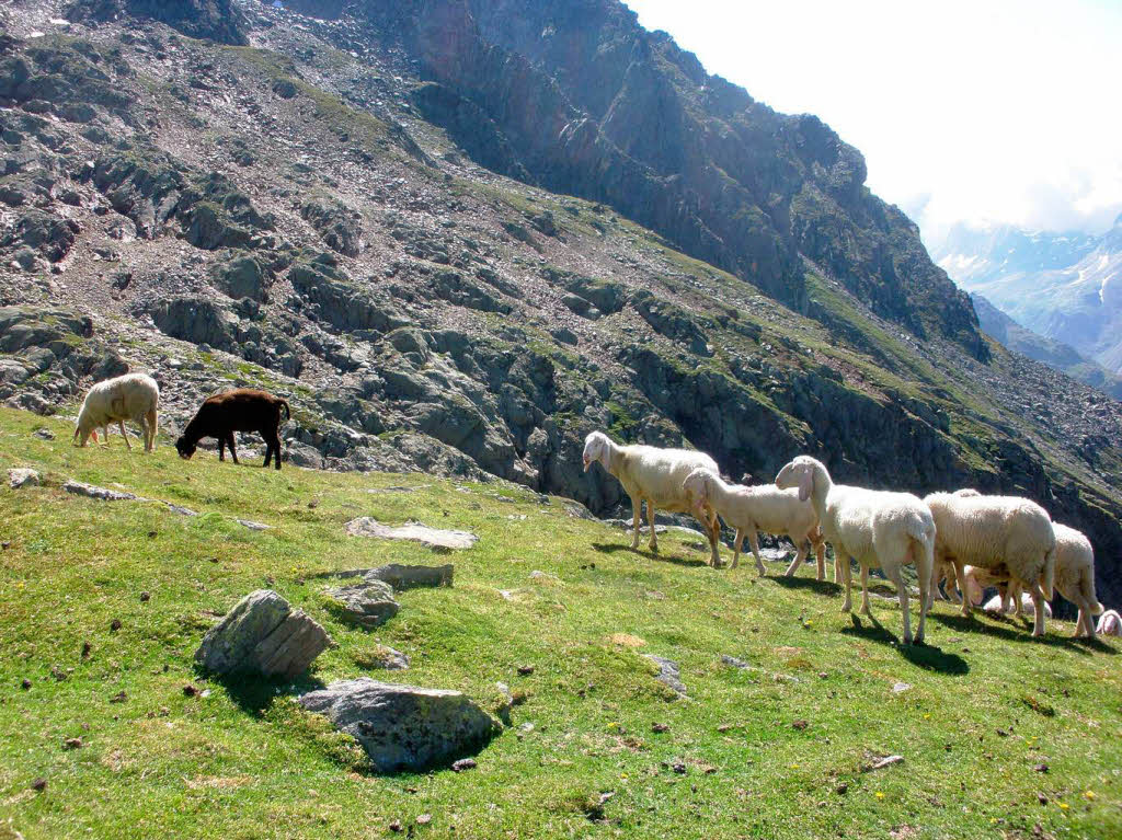 Ein schwarzes Schaf im Windachtal in Tirol