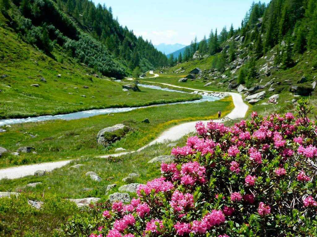 Alpenrosen im hinteren Ahrntal in Sdtirol