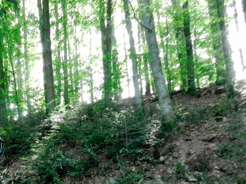 ...der Junge Affe versteckte sich im Wald und irrte dort umher... ...der Junge Affe versteckte sich im Wald und irrte dort umher...