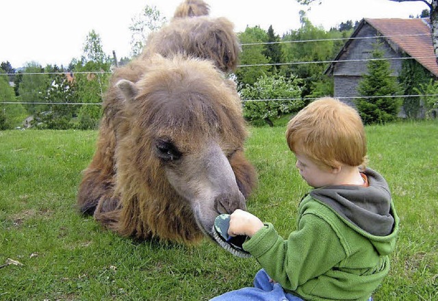 Kamele lassen sich gerne brsten und knnen Kindern die Angst nehmen.  | Foto: Privat