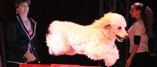 Von wegen Schohund: Dieser Pudel ist ein waschechter Artist im Zirkus Fantasy.   | Foto: Veranstalter