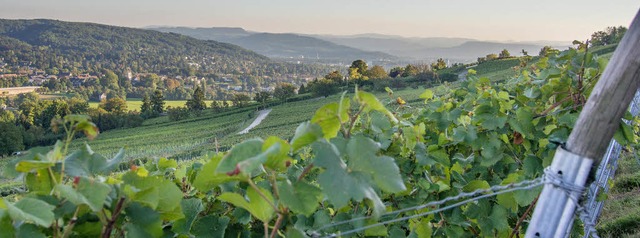 Der Blick vom Tllinger  Berg Richtung Riehen und Jura.   | Foto: Henry Balaszeskul