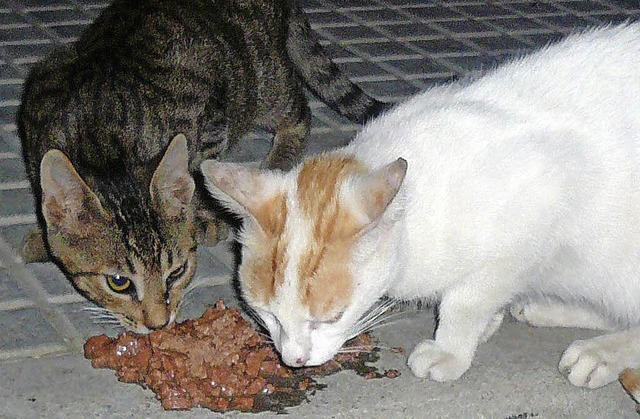 Wild lebende Katzen sollten dringend k...den &#8211; doch wer kommt dafr auf?   | Foto: Verein