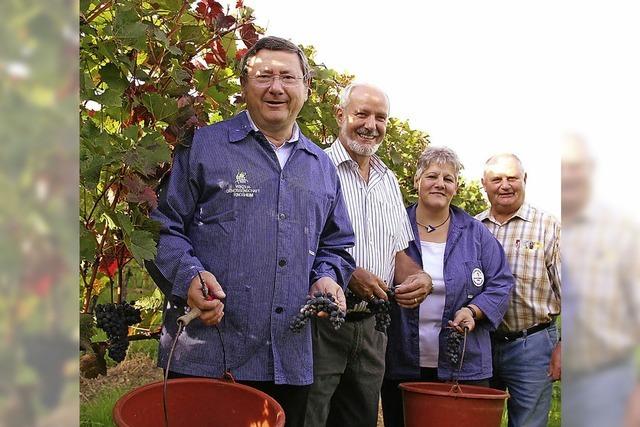 Schwei fliet im Weinberg und an der Traubenpresse