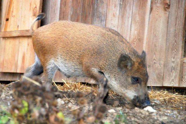 Sauerei! Hausschwein paart sich mit einem Wildschwein