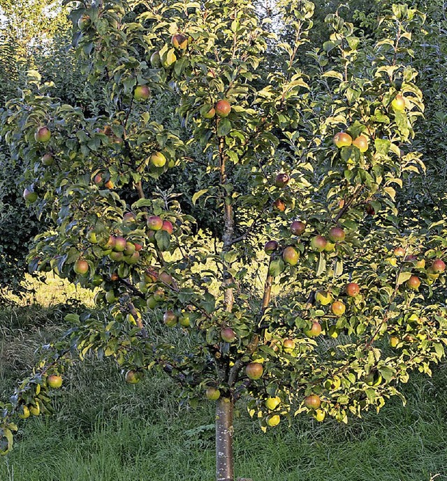 Streuobstbume bestellen.   | Foto: wd