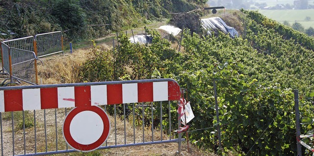 Der &#8222;zweite Zug&#8220; im Einbol...kelt. Heute ist Auftakt der Weinlese.   | Foto: Frank Kiefer