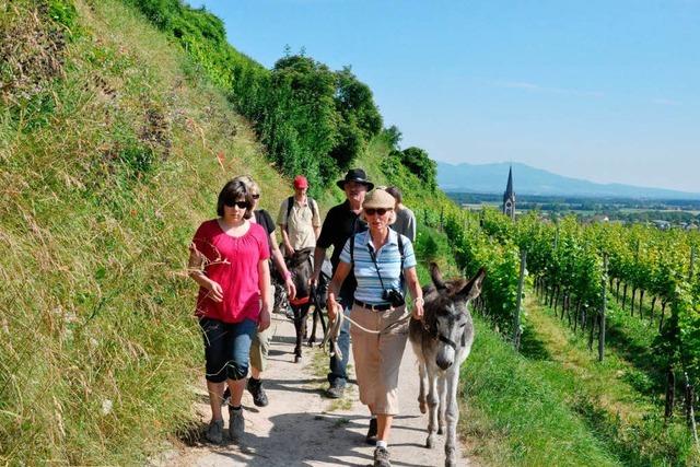 Wanderer erkunden mit Eseln Ihringens Weinberge