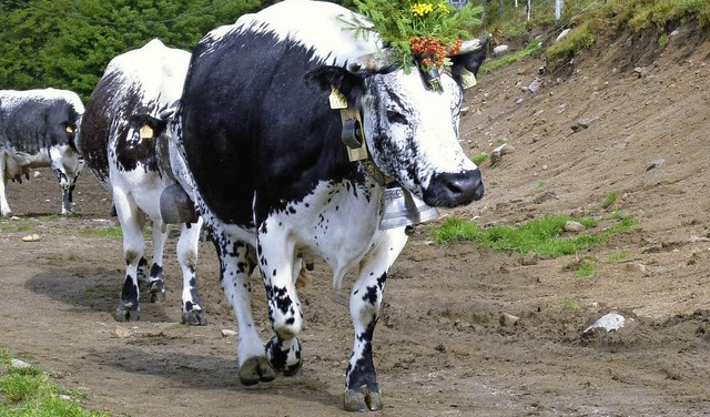 Beim Almabtrieb waren die Khe hbsch geschmckt.  | Foto: diana graner