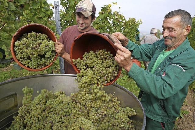 Am Schutterlindenberg hat die Hauptlese beim Wein begonnen