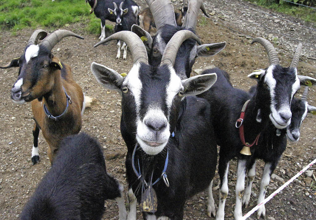 Die Geiß erobert die Eich! Elzach Badische Zeitung