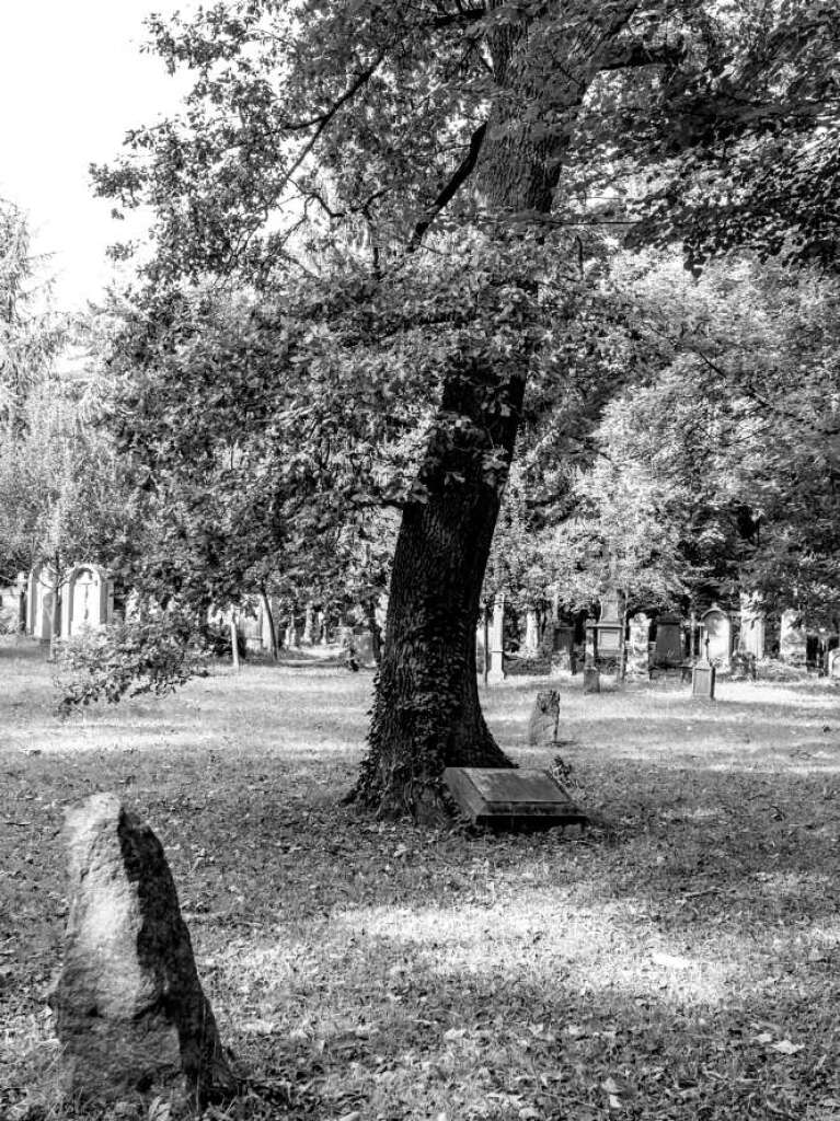 Der Alte Friedhof in Freiburg strahlt eine ganz besondere Atmosphre aus.