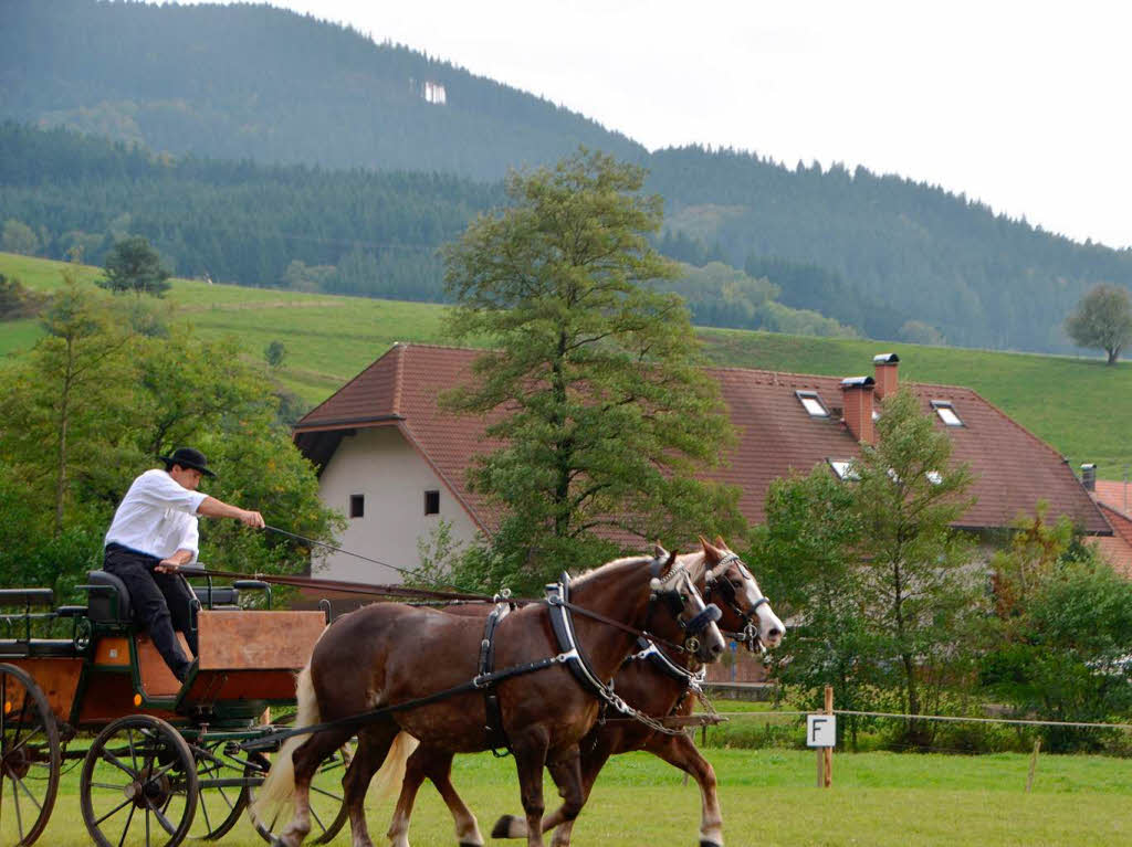 Impressionen vom Reit- und Fahrfest auf dem Faklerhof.