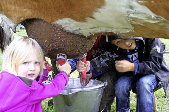 Das Fest, wo Milch und Honig flieen