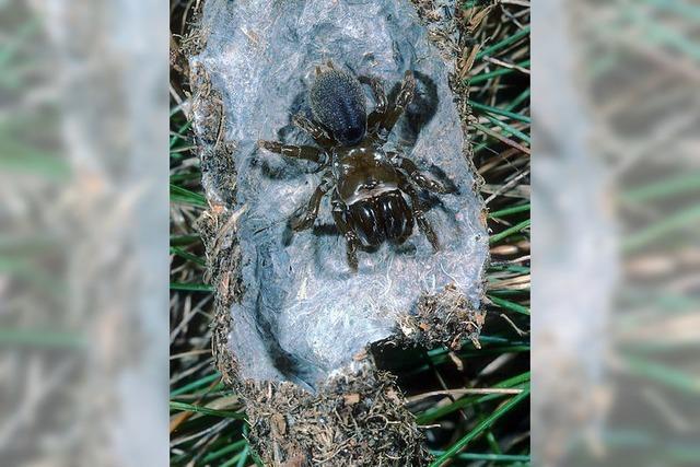 Eine Spinne, die ihre Wohnung mit Seide tapeziert