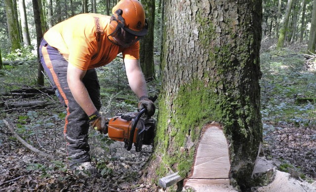 Regelmige Pflegearbeit erhalten Qual...n sich Untersttzung vom Profi holen.   | Foto: waldservice