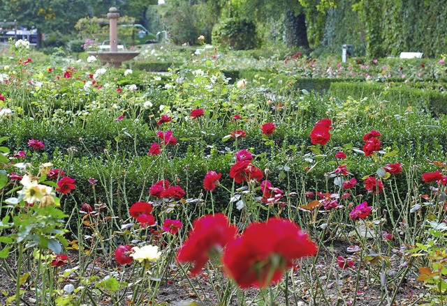 Ausschussmitglieder bten Kritik an de...igen Pflegezustands des Rosengartens.   | Foto: Gertrude Siefke